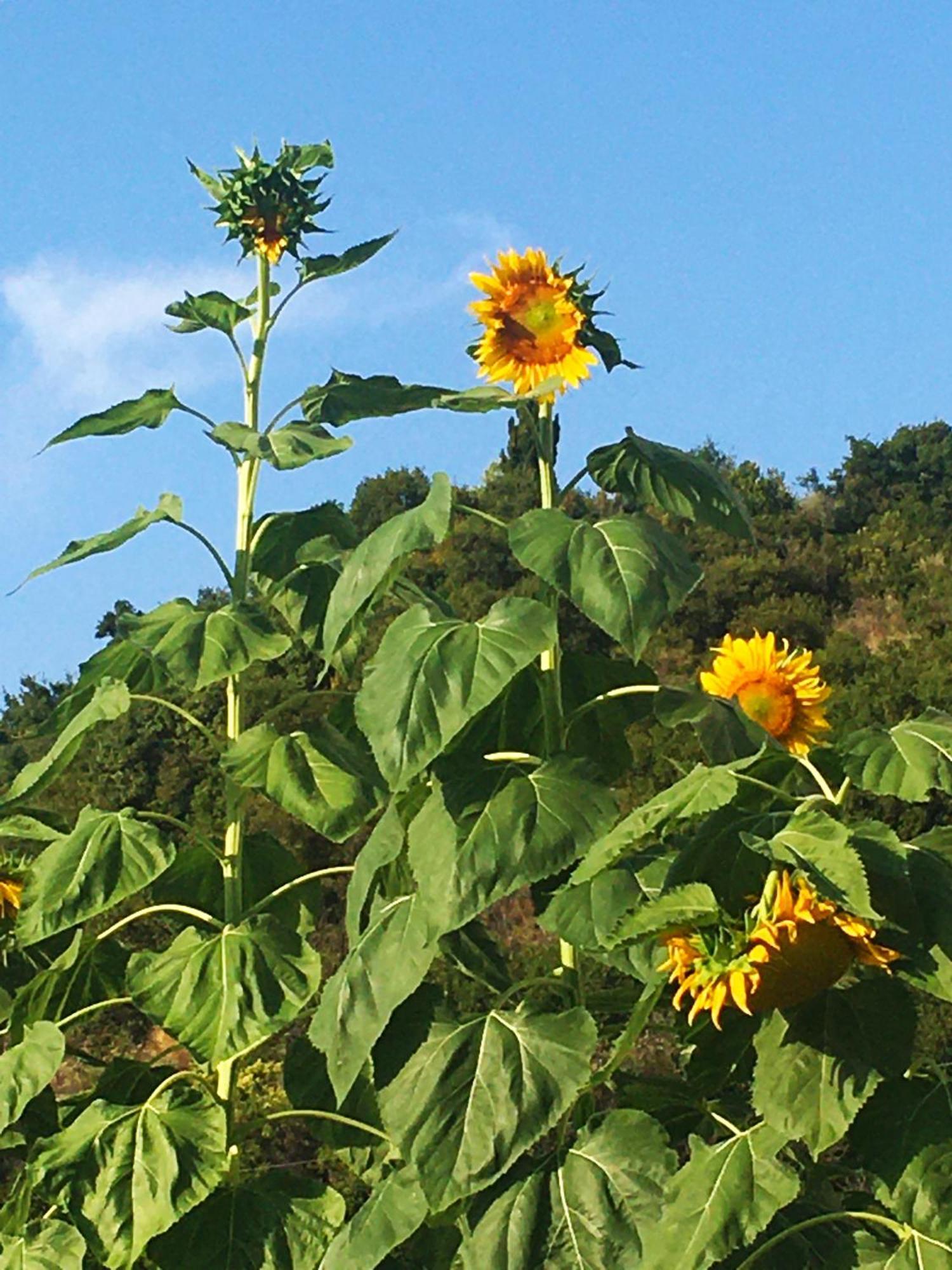 Sunflower Himara Kültér fotó