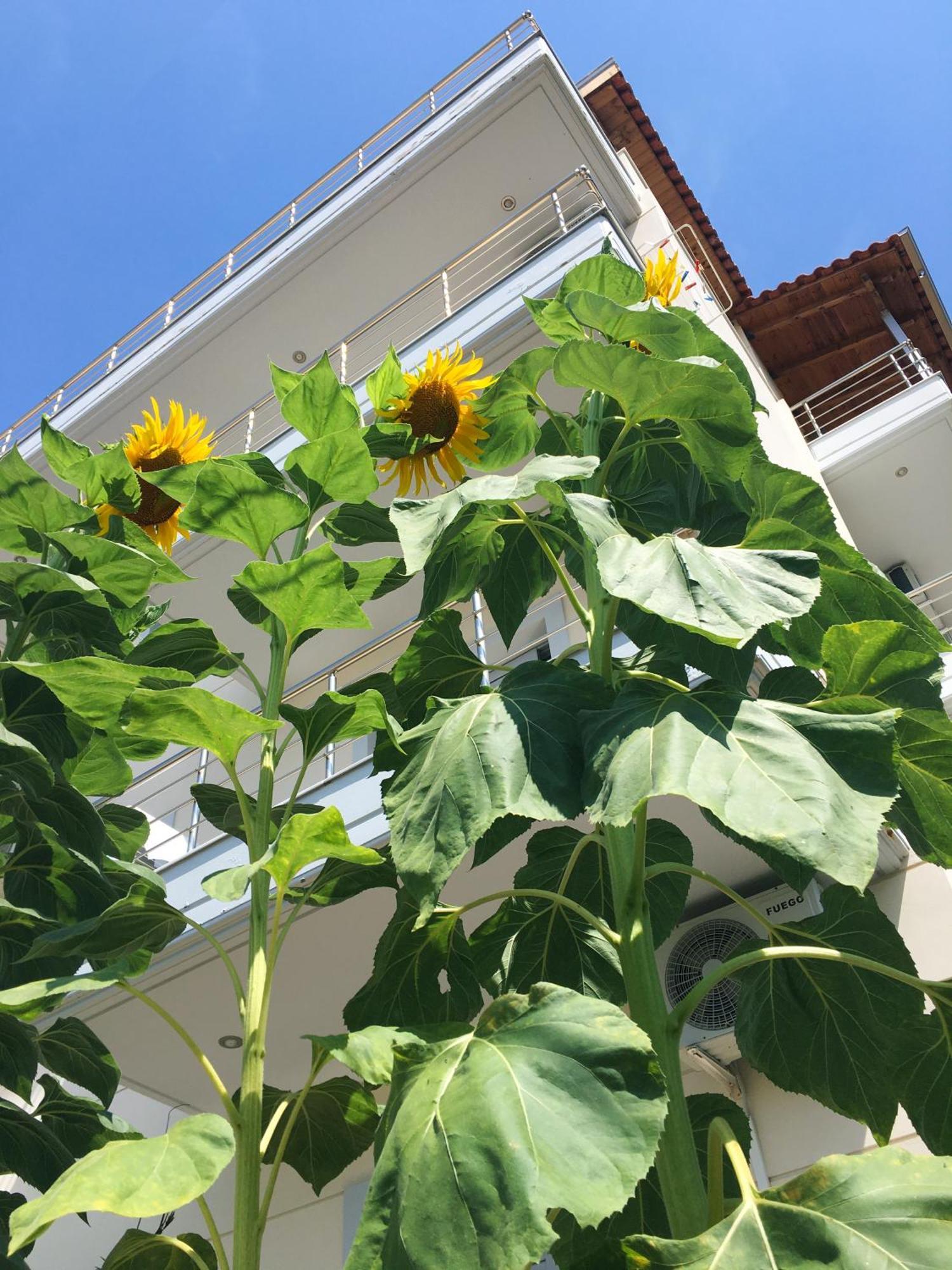 Sunflower Himara Kültér fotó