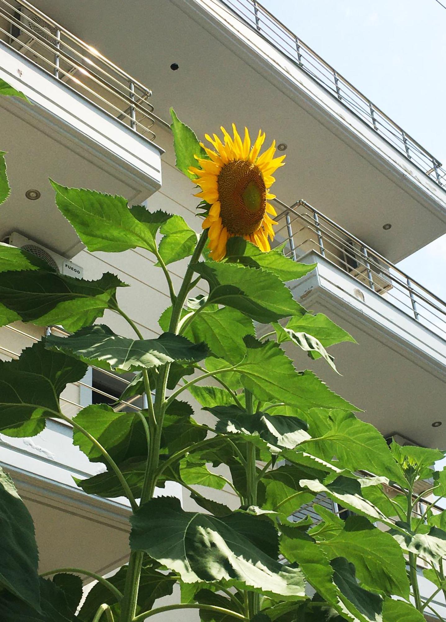 Sunflower Himara Kültér fotó